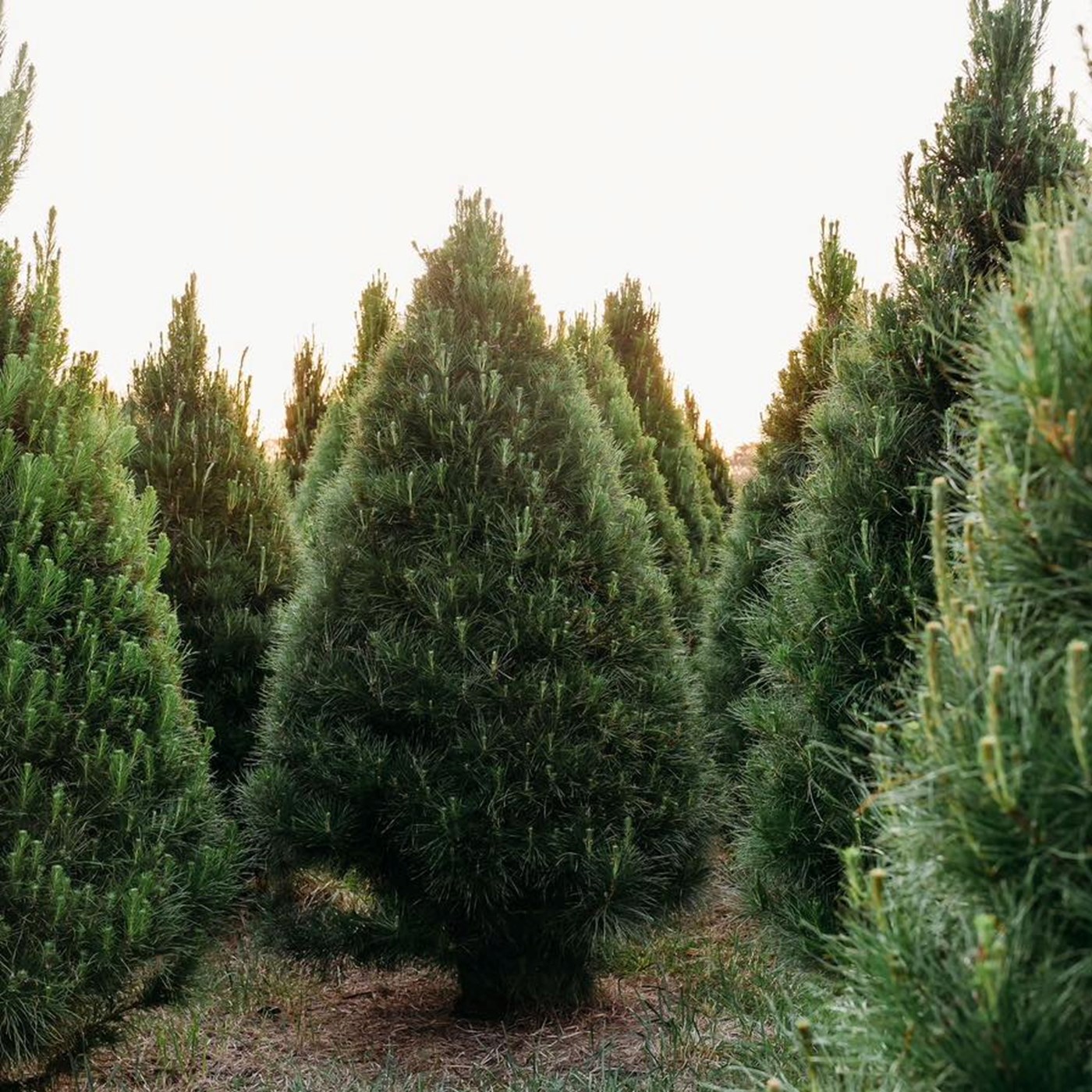 The Best Christmas Tree Farms in Melbourne Sitchu Melbourne